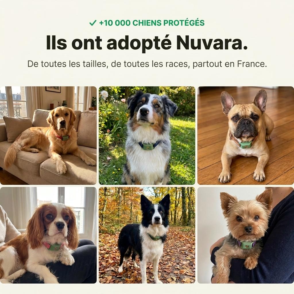 Pendentif Nuvara™ -  Protège ton chien naturellement sans rien lui faire absorber